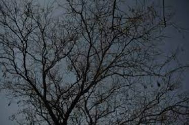 Λαϊκισμός και ρατσισμός ως πολιτικοκοινωνικά φαινόμενα της οικονομικής και μεταναστευτικής…