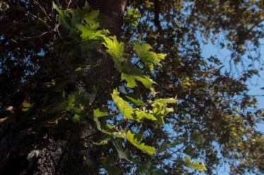 Τρία υπέροχα, πανύψηλα πλατάνια