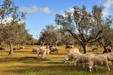 Του χωριού λέξεις…