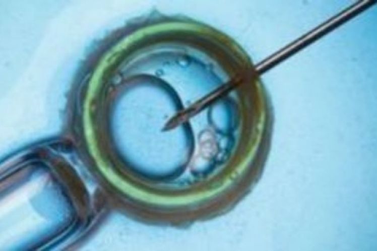 Δημιουργήθηκαν τα πρώτα ωάρια από αρσενικά κύτταρα ποντικιών – Ανοίγει ο δρόμος για μωρά με 2 βιολογικούς πατέρες