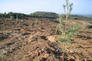 Αναδασώσεις για τα μάτια του κόσμου και όταν θέλει ο…