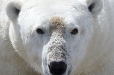 Οι πολικές αρκούδες σε κίνδυνο λιμοκτονίας