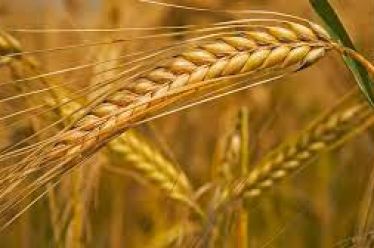 Κερδοσκοπικά παιχνίδια με γεωργικά προϊόντα