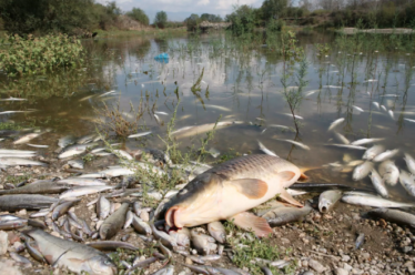 Λίμνη Κάρλα: Μια υπόθεση πολιτικού καριερισμού και συμφερόντων δεκαετιών