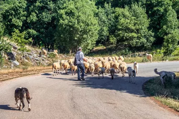 Είναι πολλά τα κοπάδια…