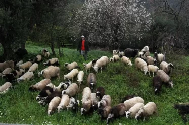 Κτηνοτρόφοι, πρόβατα επί σφαγήν!