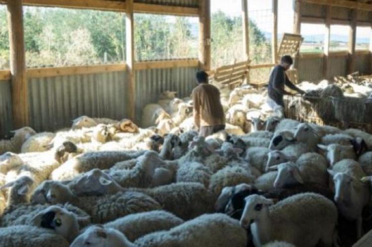 Η αιγοπροβατοτροφία στην κλίνη του Προκρούστη