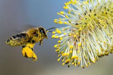ΕΛΛΗΝΟΠΟΙΗΣΕΙΣ ΚΑΙ ΕΠΙΣΙΤΙΣΤΙΚΗ ΑΣΦΑΛΕΙΑ ΣΤΟ ΜΕΛΙ