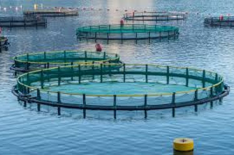 Χωροταξική oργάνωση για την ελληνική θαλάσσια υδατοκαλλιέργεια