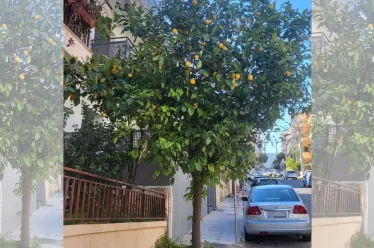 Τα ψηλά λεμόνια